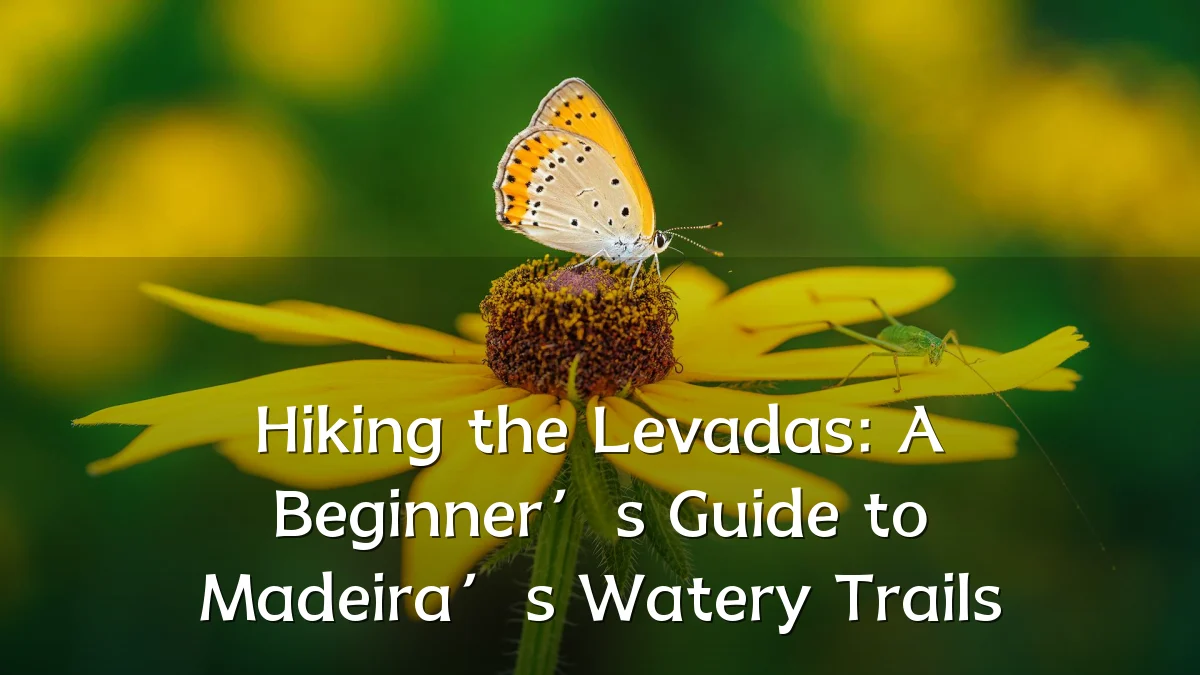 Hiking the Levadas: A Beginner’s Guide to Madeira’s Watery Trails