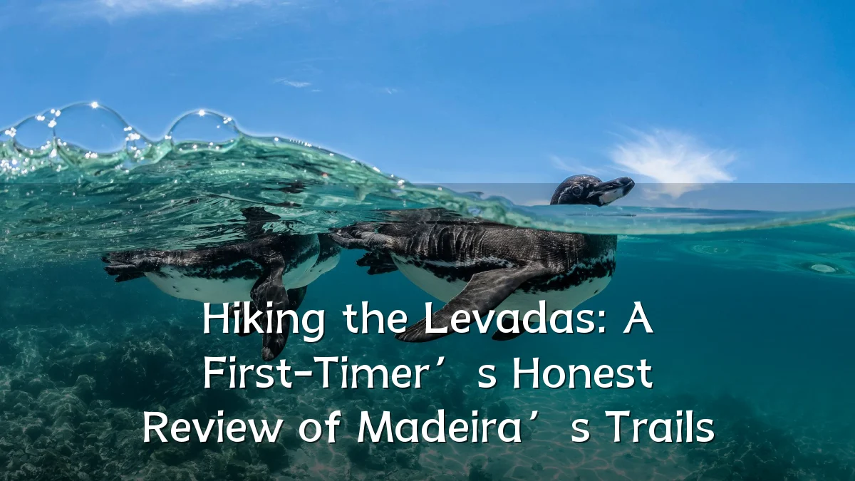 Hiking the Levadas: A First-Timer’s Honest Review of Madeira’s Trails