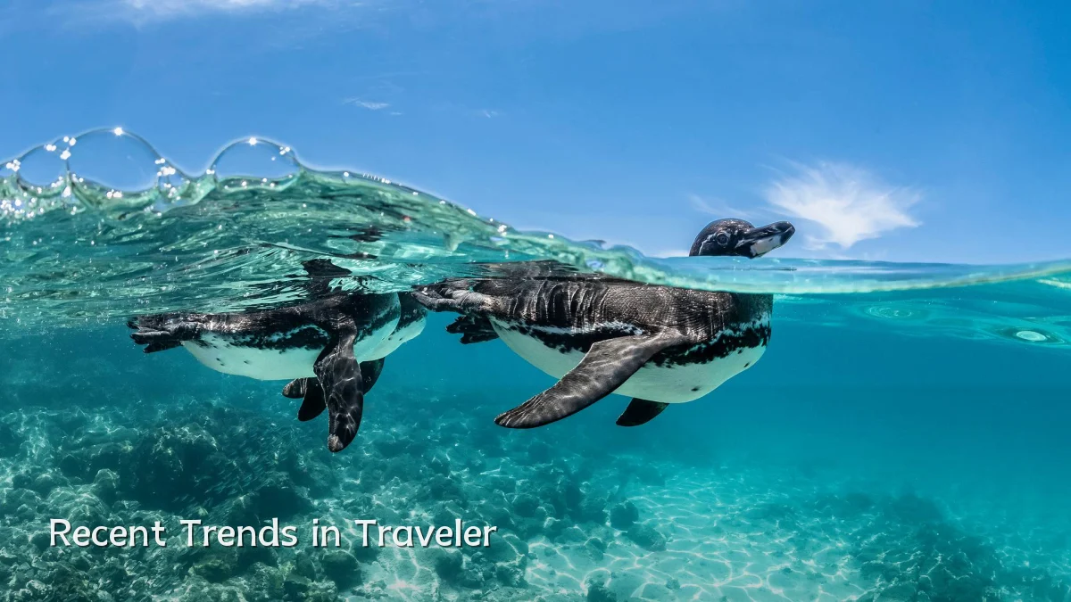 Recent Trends in Traveler