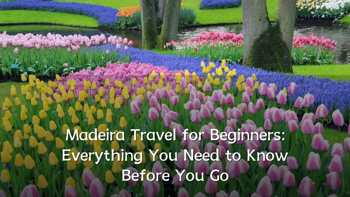 Madeira Travel for Beginners: Everything You Need to Know Before You Go