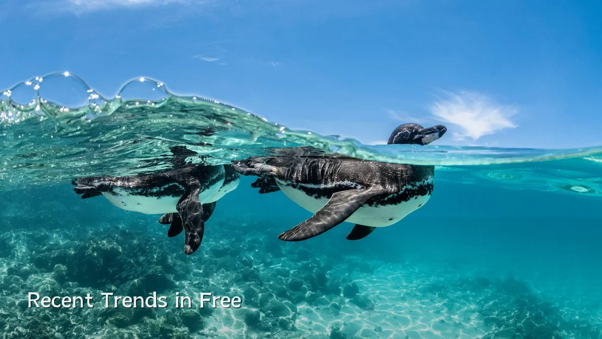 Recent Trends in Free